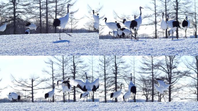 日本鹤，北海道，日本