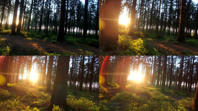春天寂静的森林大自然树林丛林朝阳光线穿过