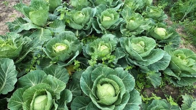 有机卷心菜种植在一个小型私人农场上