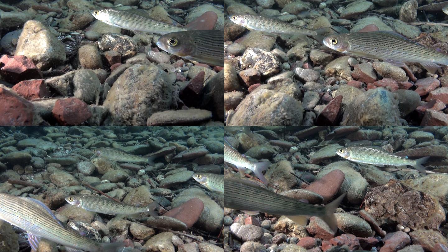 水下鳟鱼自然生态环境自由自在游弋特写镜头