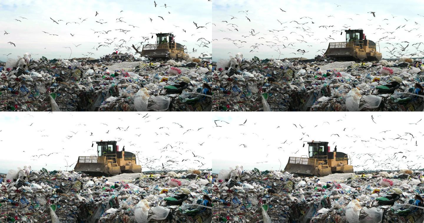 垃圾填埋场宣传片广告推土机视频素材群鸟吃