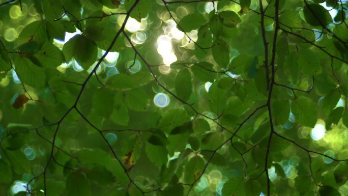 森林里的阳光照射到树叶上