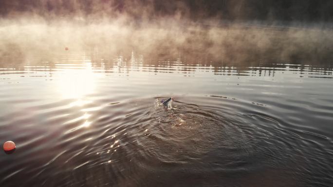 在湖泊里游泳的人湖面湖水早晨晨雾游泳游动