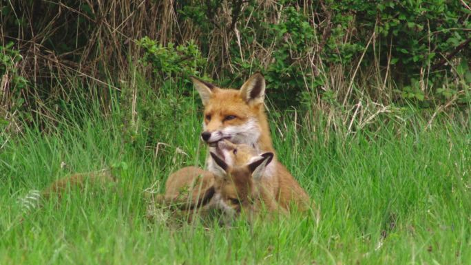 在草地上养着小红狐的红狐母亲