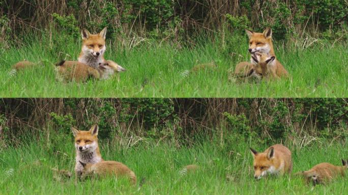 在草地上养着小红狐的红狐母亲