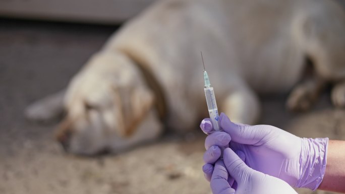 兽医正准备给狗注射疫苗