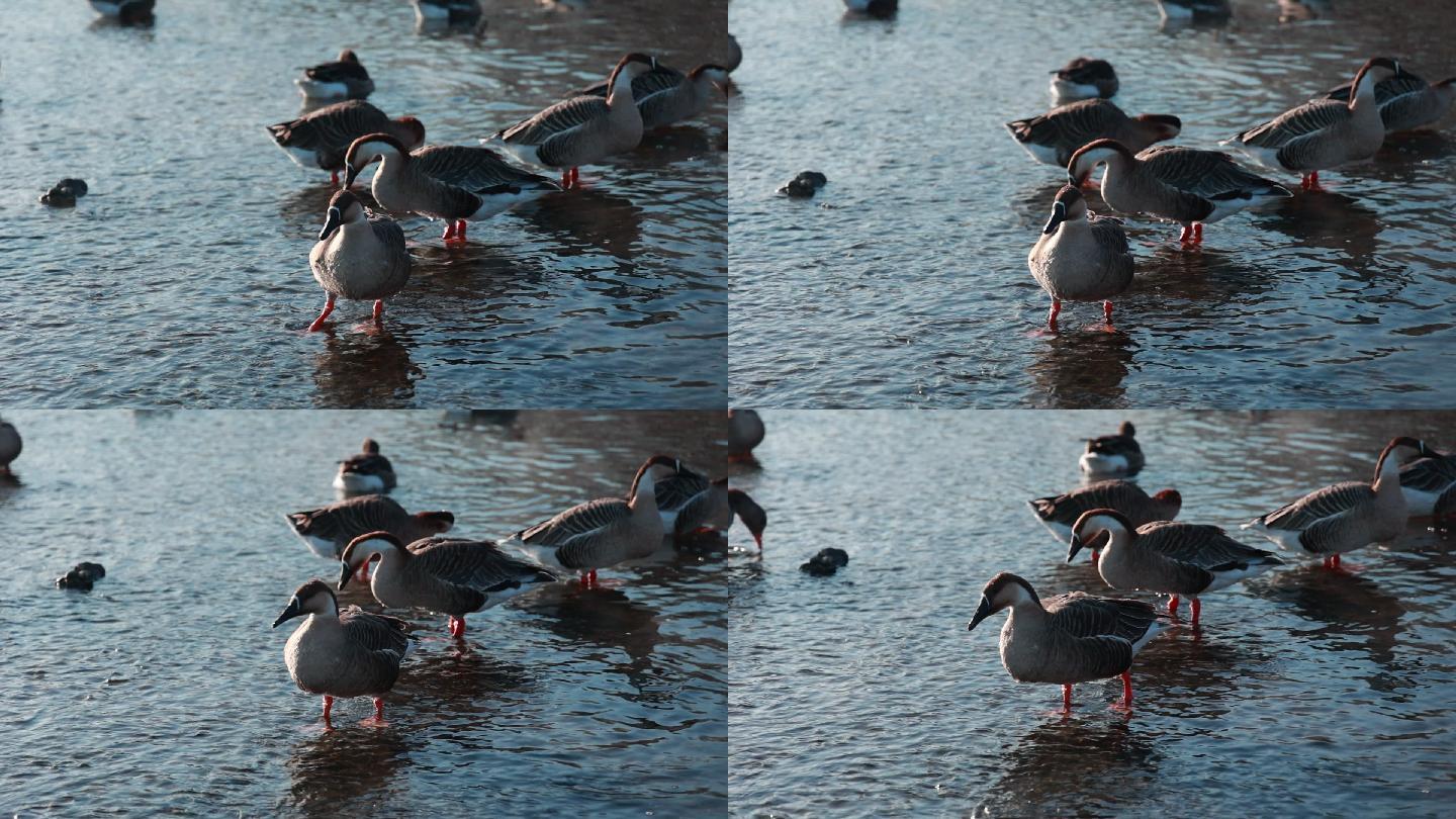 沈阳冬季北方河流水鸟拍摄特写