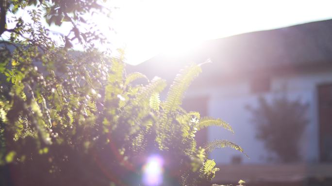 老宅院黄昏夕阳特写