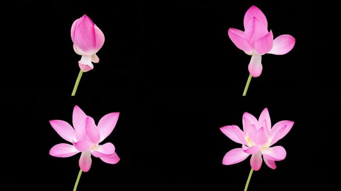 盛开的粉红色莲花实拍视频特写镜头花开绽放