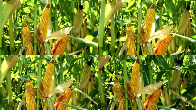 农田里的玉米苞米玉米地产地基地产业种植庄