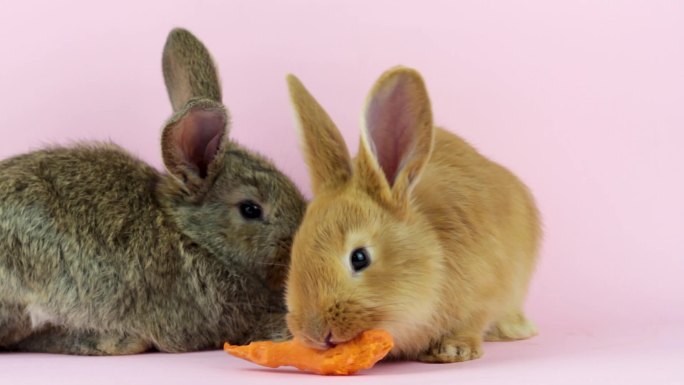 两只毛茸茸的可爱小兔子在吃胡萝卜