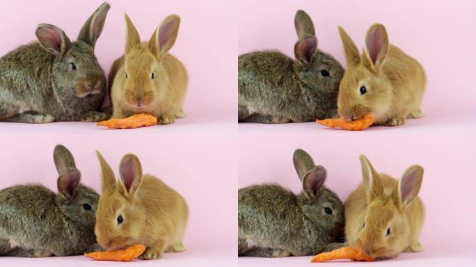两只毛茸茸的可爱小兔子在吃胡萝卜