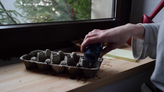 女人把蔬菜种子种在窗台上的鸡蛋盒里