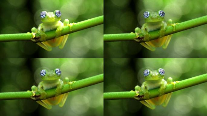 玻璃蛙丛林密林可爱透明蛙两栖