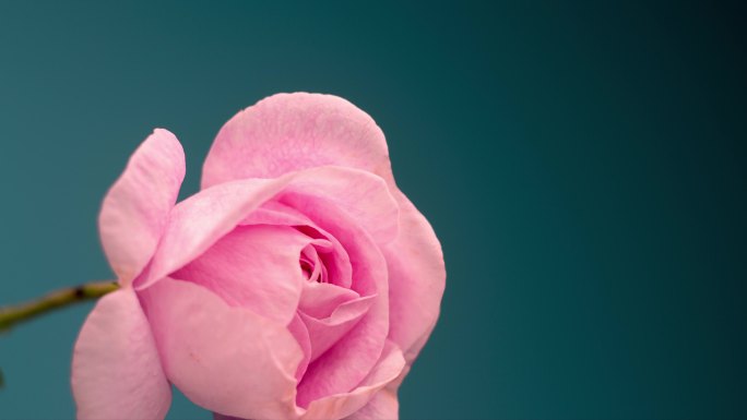 盛开的粉红色牡丹花