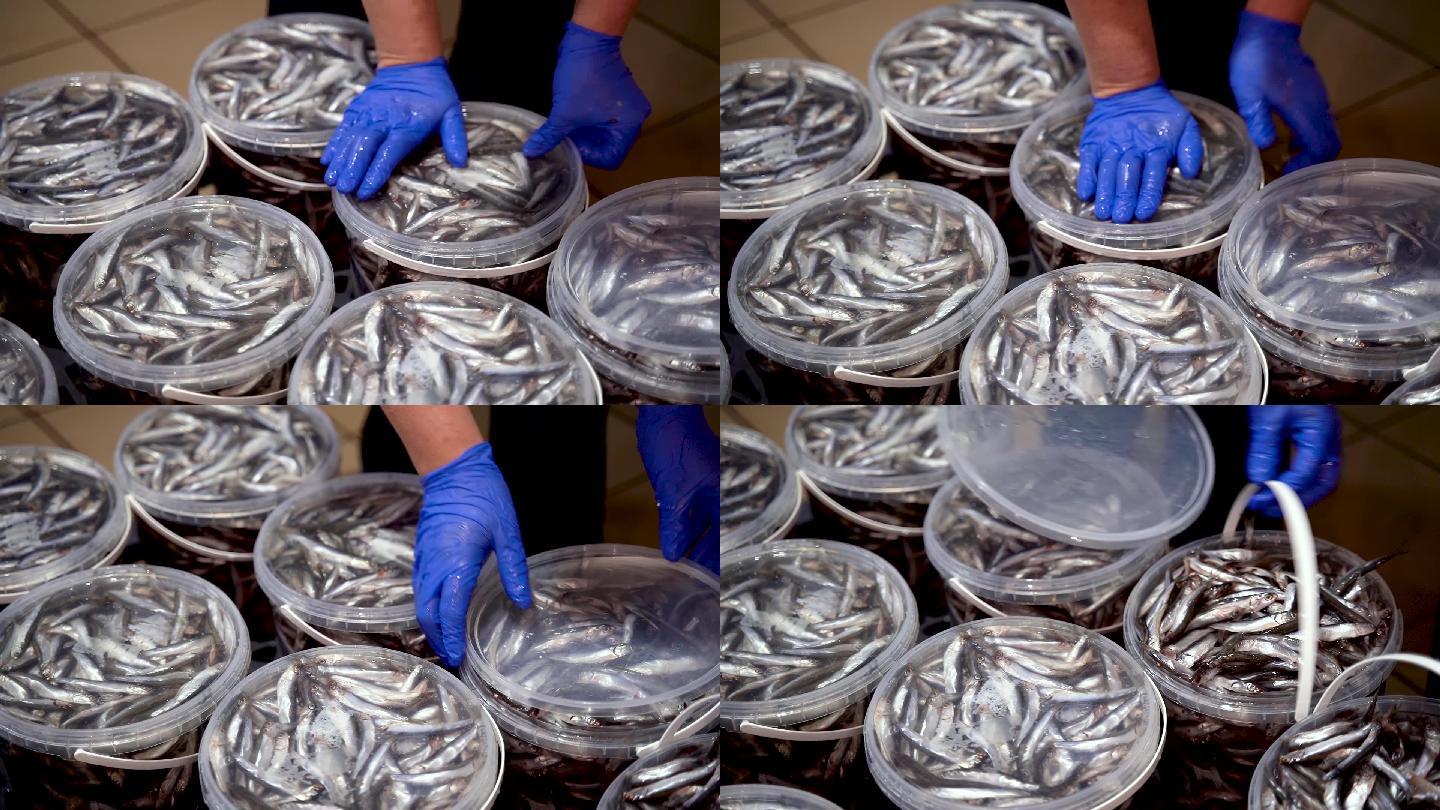 鱼工厂工人用塑料容器包装腌制的凤尾鱼