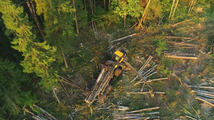 森林砍伐高密度区域伐倒乱砍乱伐的危害
