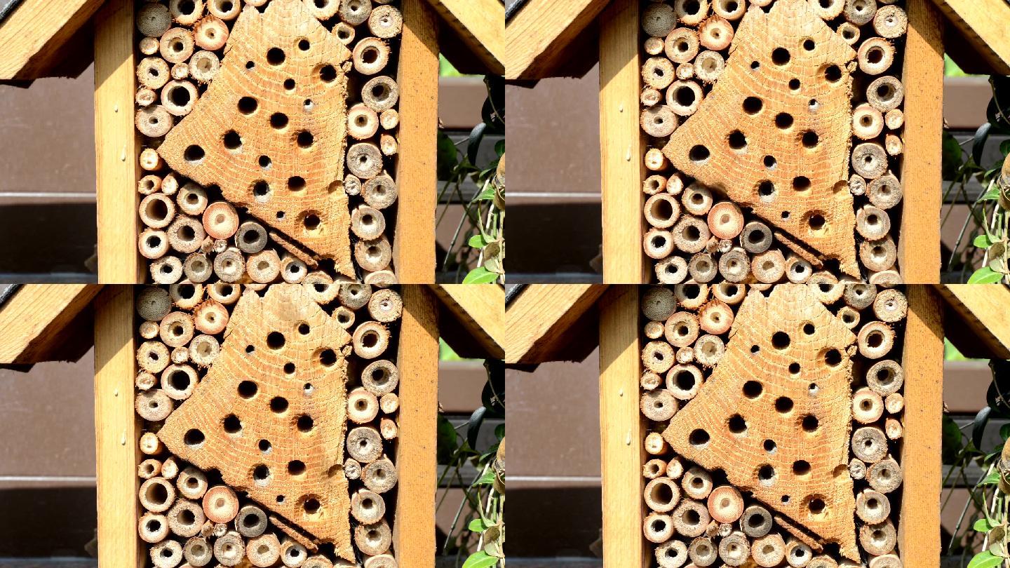 蜜蜂养蜂人野蜜蜂飞虫