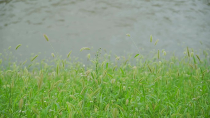 河边狗尾巴草