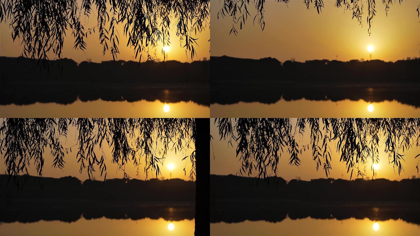 夕阳下的柳树叶剪影写意素材
