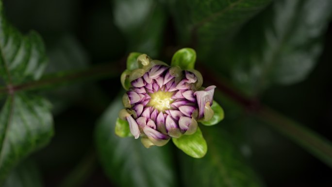 延时开花大丽花天竺牡丹东洋菊大丽菊花