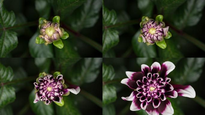 延时开花大丽花天竺牡丹东洋菊大丽菊花