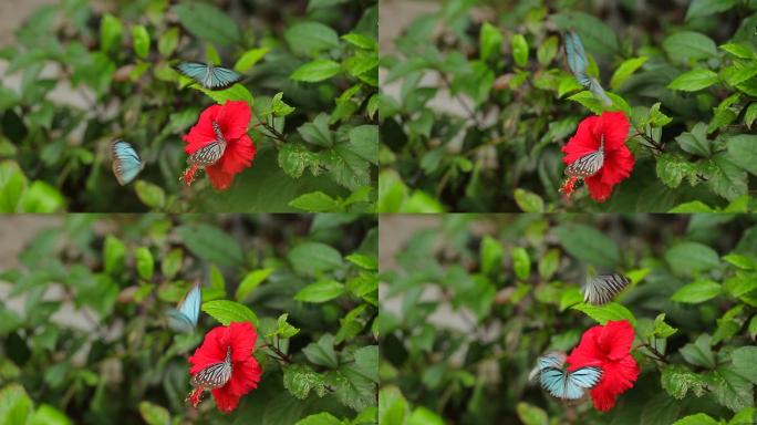 三只蝴蝶 红色花