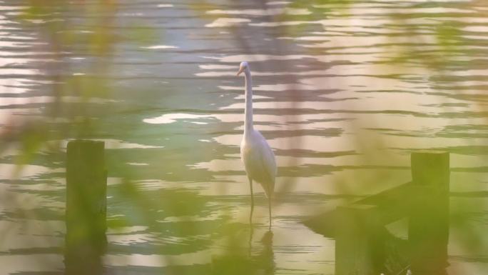 唯美视频-白鹭在湖边飞翔栖息