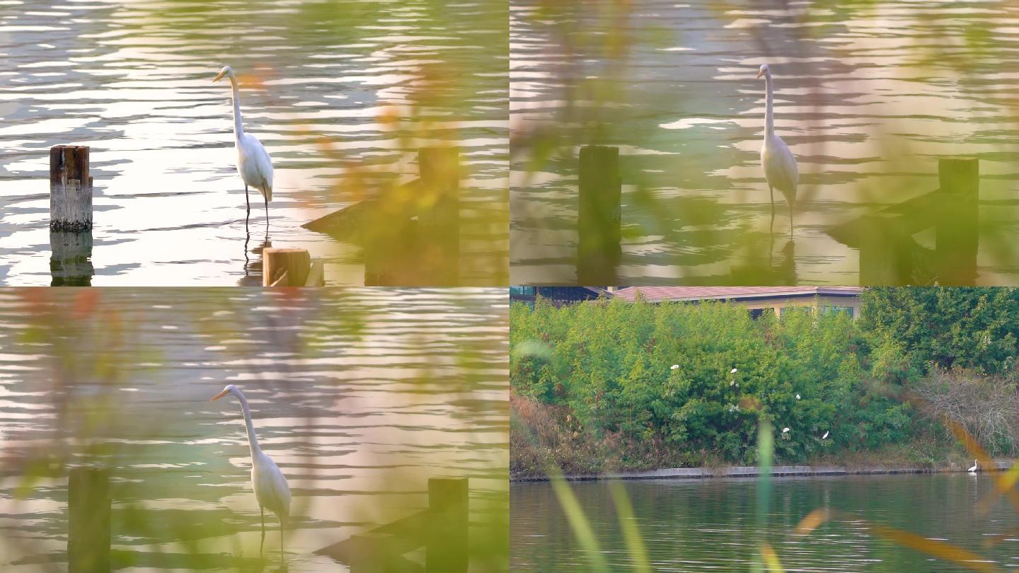 唯美视频-白鹭在湖边飞翔栖息
