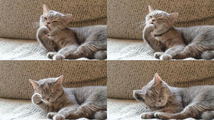 沙发上美丽的灰色条纹猫的特写镜头