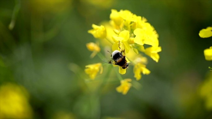蜜蜂缓慢地从菜籽花中采集花蜜。
