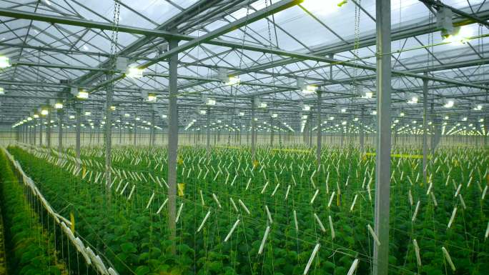现代温室种植黄瓜产地基地产业培育大棚绿色