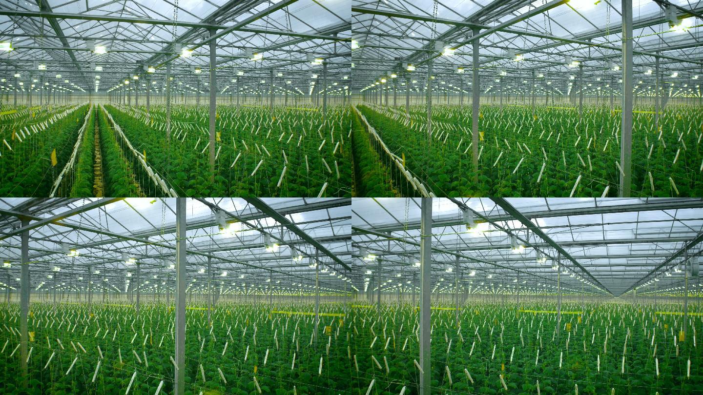 现代温室种植黄瓜产地基地产业培育大棚绿色