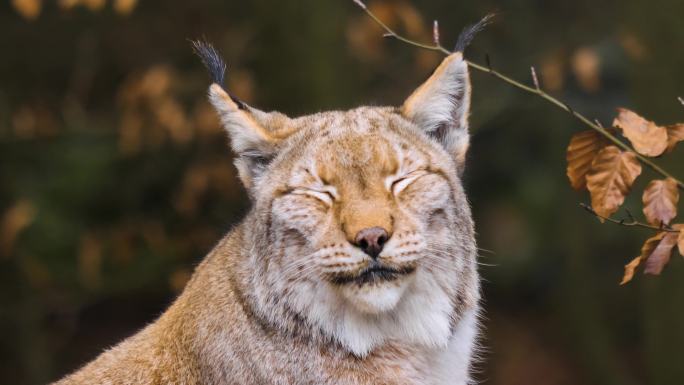 秋季猞猁猫的特写镜头