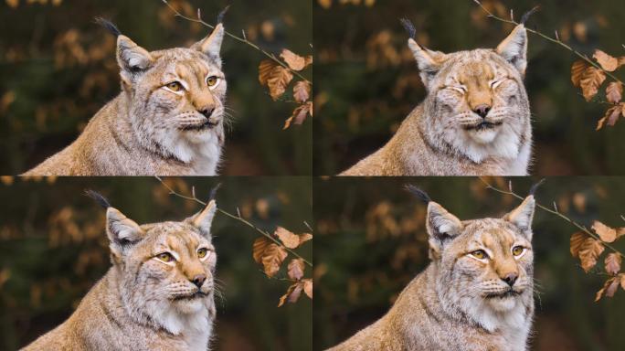 秋季猞猁猫的特写镜头