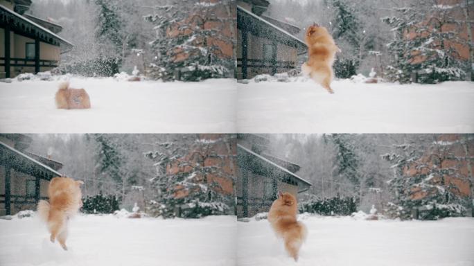 漂亮的小狗跳着咬飘散的雪