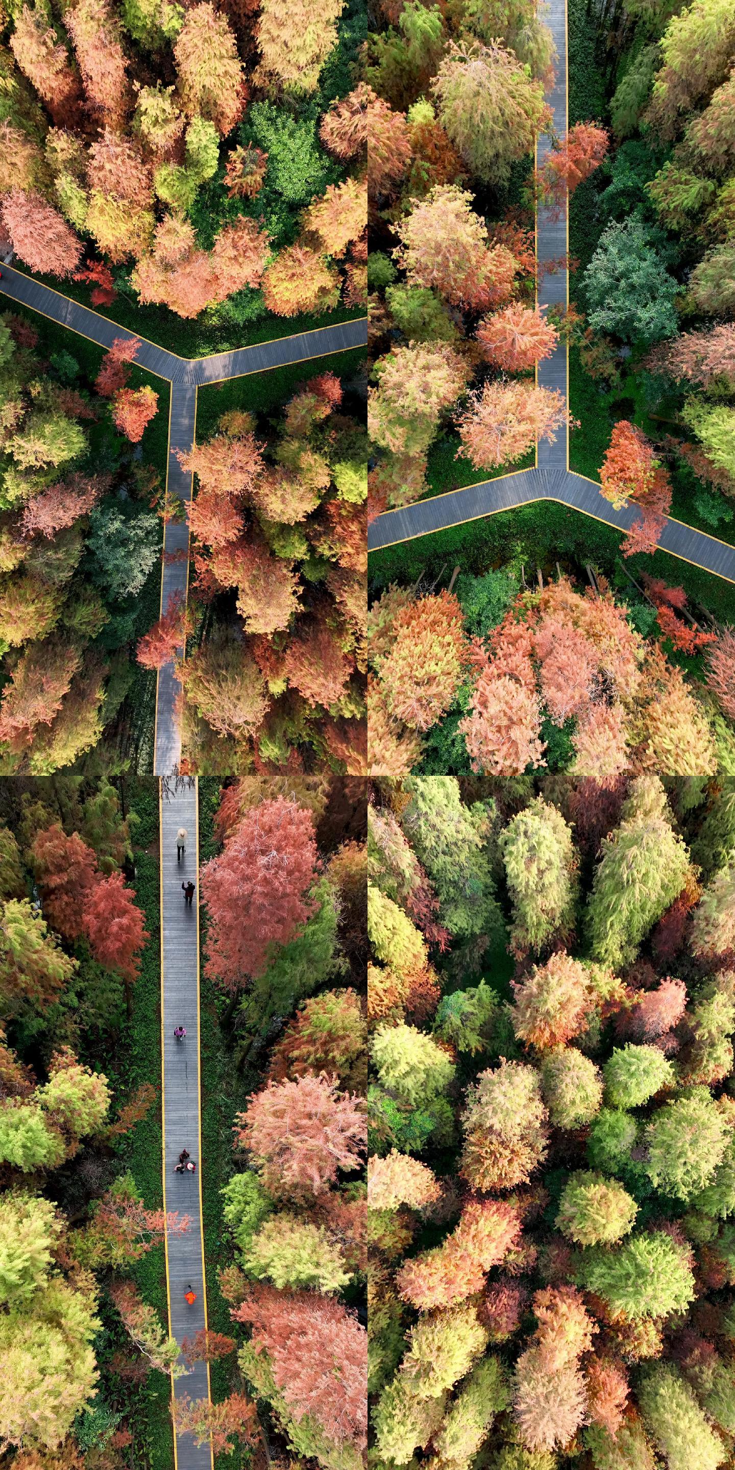 手机竖屏全满屏秋天秋色红叶彩林环境人像