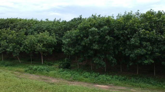 橡胶树鸟瞰图产地基地产业种植材料原料