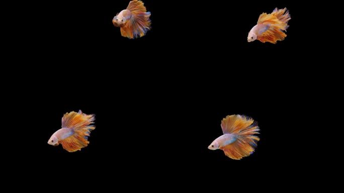 暹罗斗鱼彩色美丽-水族馆鱼儿