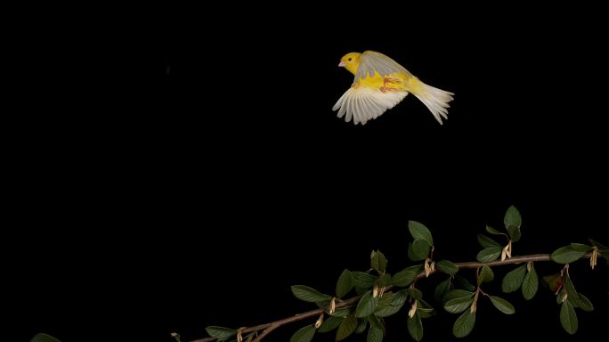 黄色金丝雀鸣鸟-观鸟动物园-鸟巢热带