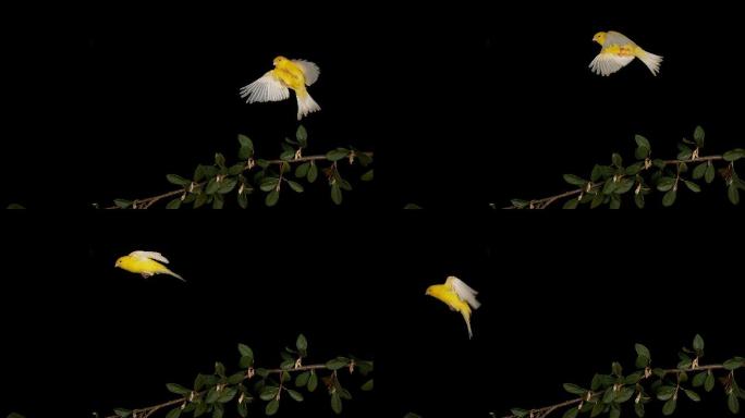 黄色金丝雀鸣鸟-观鸟动物园-鸟巢热带