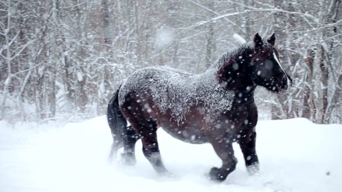 雪地中奔跑的马下雨雪天马匹