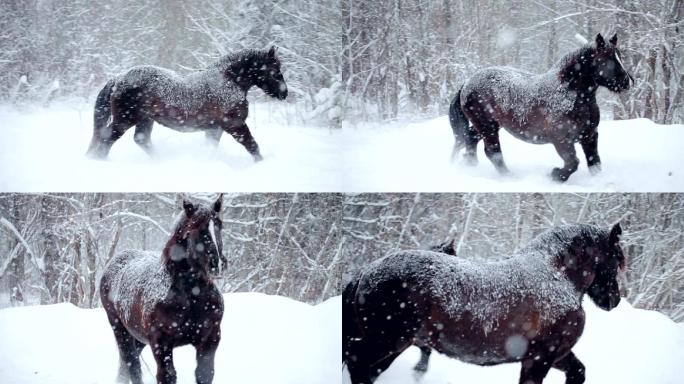 雪地中奔跑的马下雨雪天马匹