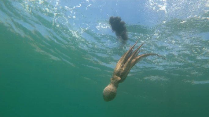 特写野生章鱼在水下游泳