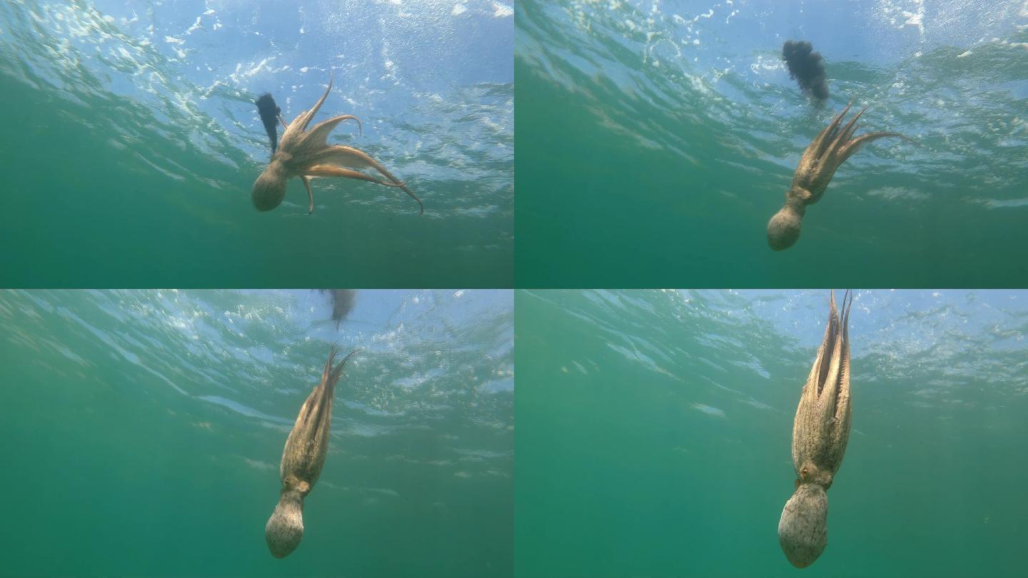 特写野生章鱼在水下游泳