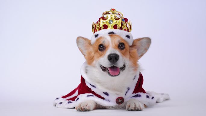 宠物狗戴着金王冠和红色的披肩