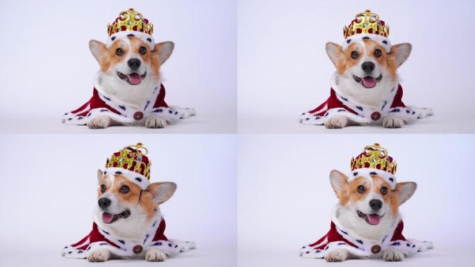 宠物狗戴着金王冠和红色的披肩