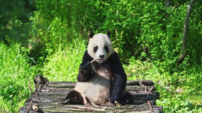 熊猫吃竹子嬉戏玩耍镜头合集