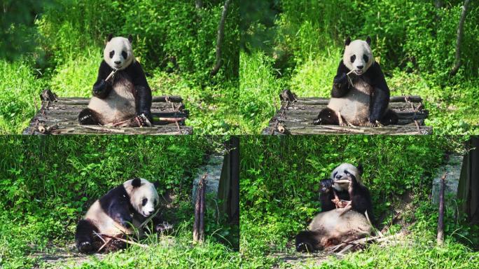 熊猫吃竹子嬉戏玩耍镜头合集