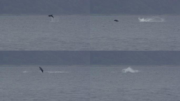 苏格兰海岸的海豚海豚跳跃海面海豚戏水